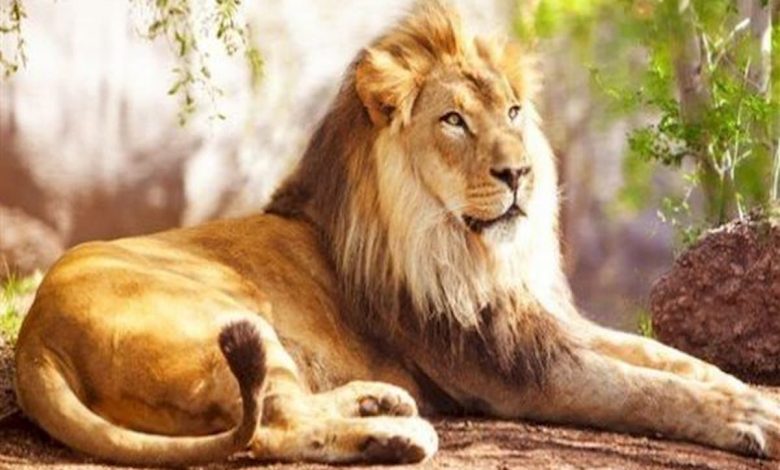 تفسير رؤية الأسد في المنام للمتزوجة لابن سيرين
