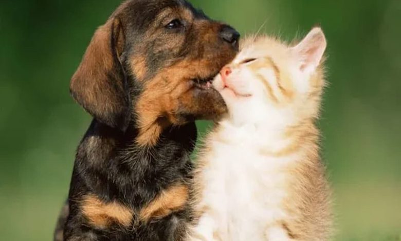 تفسير رؤية الحيوانات الأليفة