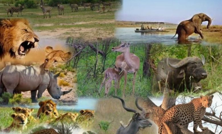 تفسير رؤية الحيوانات في المنام