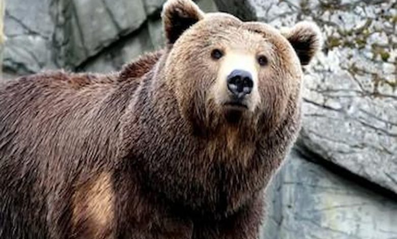 تفسير رؤية الدب البني في المنام