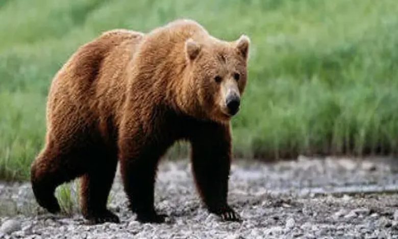 تفسير رؤية الدب البني في المنام للعزباء