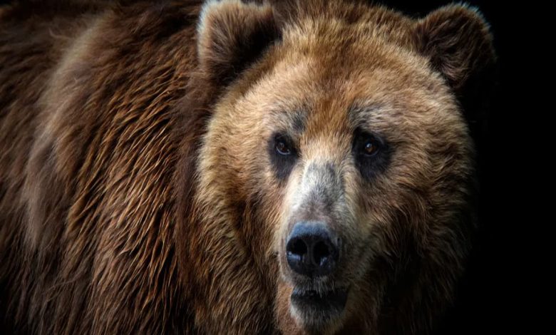 تفسير رؤية الدب البني