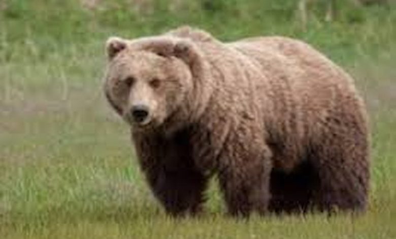 تفسير رؤية الدب في المنام