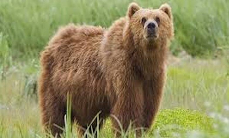 تفسير رؤية الدب في المنام