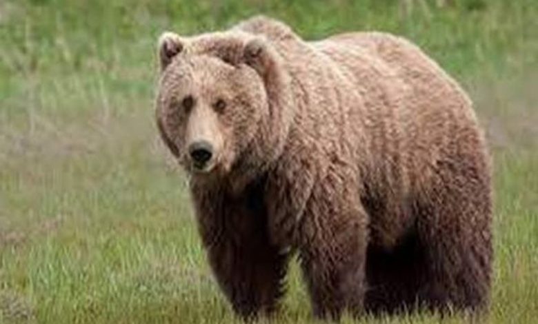 تفسير رؤية الدب في المنام