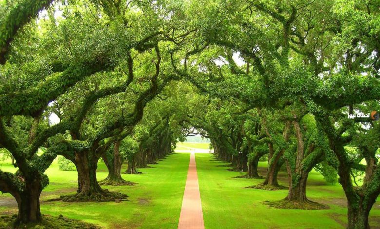 تفسير رؤية الشجر الأخضر في المنام للرجل