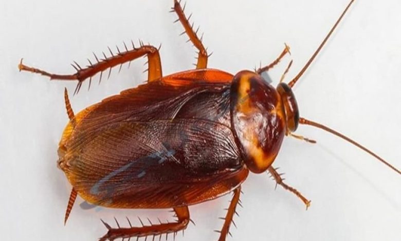 تفسير رؤية الصراصير في المنام (1)