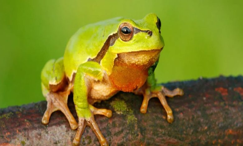 تفسير رؤية الضفدع في المنام