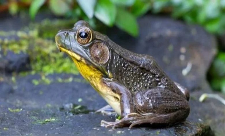 تفسير رؤية الضفدع في المنام