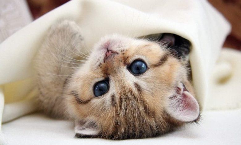 تفسير رؤية القطة في المنام ابن سيرين