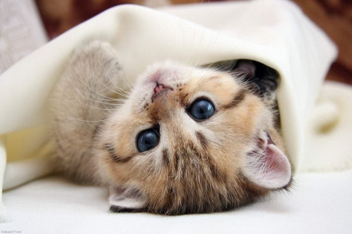 تفسير رؤية القطة في المنام ابن سيرين