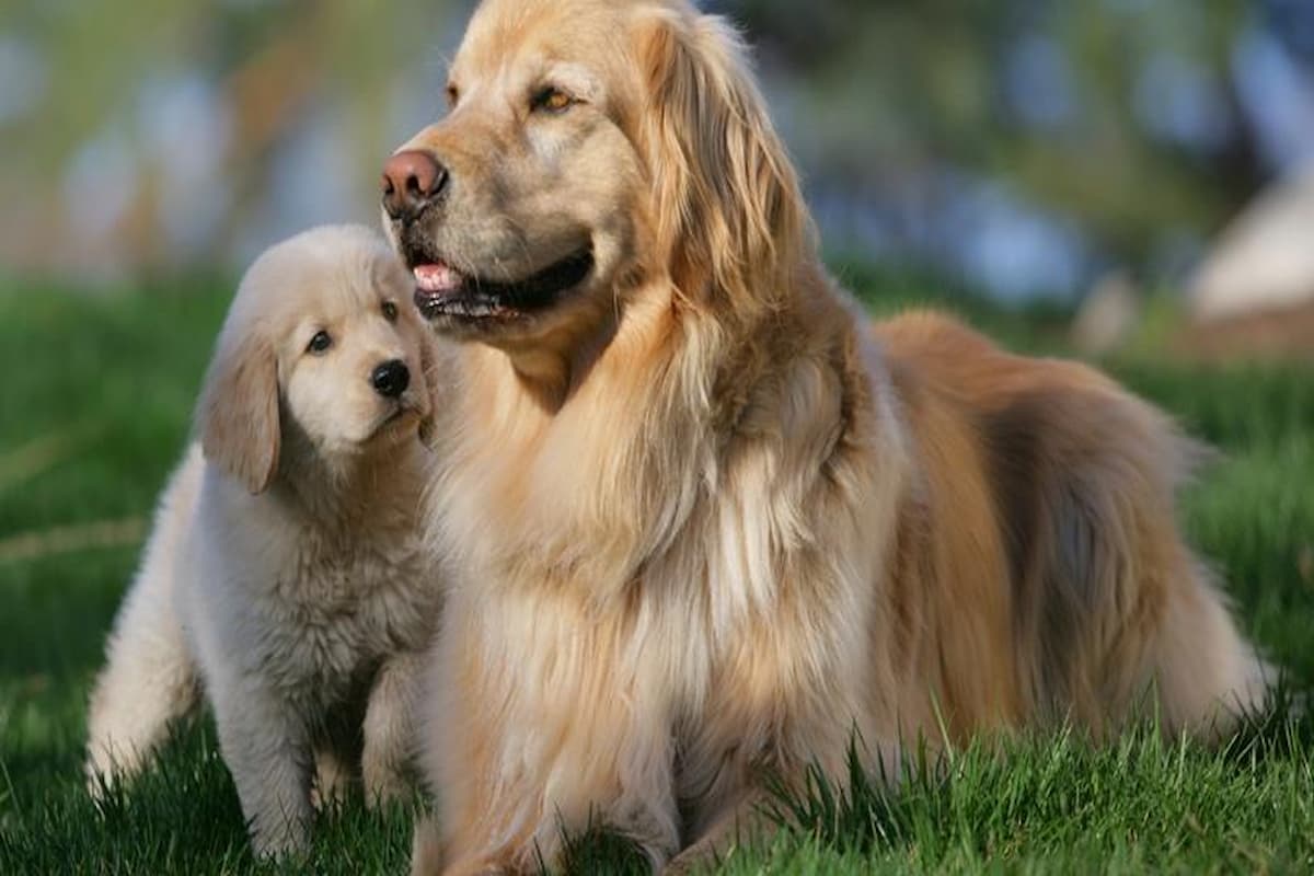 تفسير رؤية الكلاب في المنام