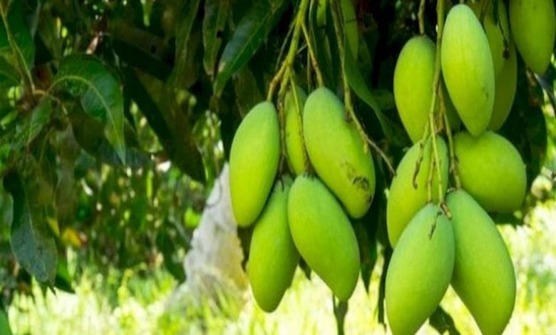 تفسير رؤية المانجو الخضراء