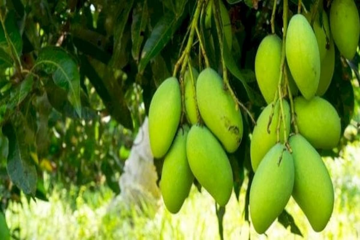 تفسير رؤية المانجو الخضراء