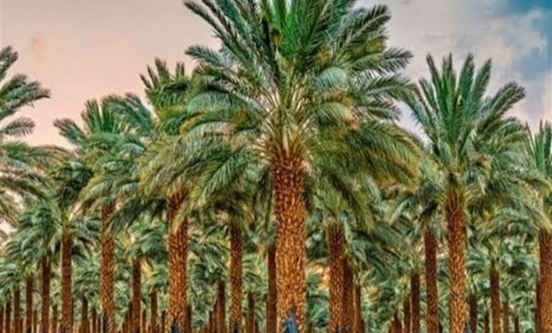 تفسير رؤية النخل الطويل في المنام