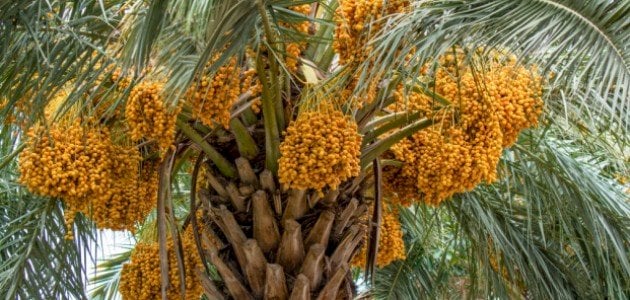 تفسير رؤية النخل في المنام للعزباء