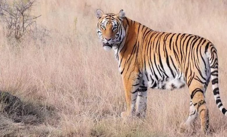 تفسير رؤية النمر في المنام للرجل