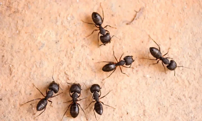 تفسير رؤية النمل في المنام