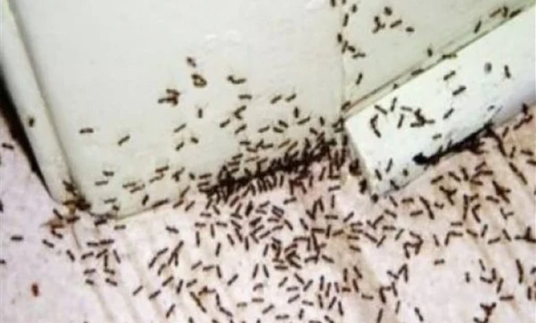 تفسير رؤية النمل في المنام لابن سيرين