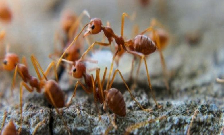 تفسير رؤية النمل في المنام للعزباء