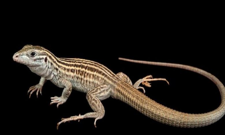 تفسير حلم السحلية في البيت للعزباء