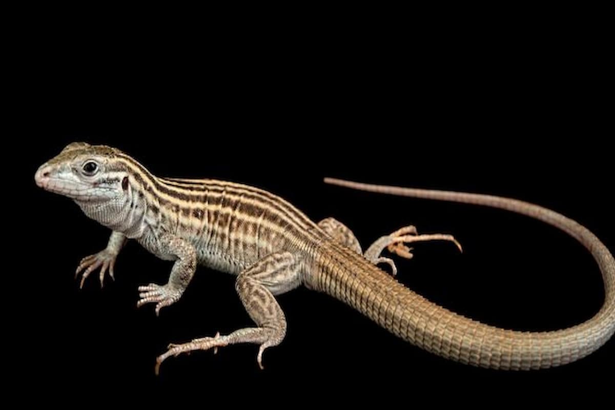 تفسير رؤية الهروب من السحلية في المنام النابلسي 1 تفسير حلم السحلية في البيت للعزباء