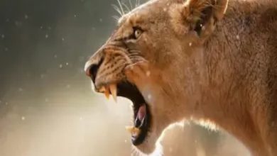تفسير حلم اللبؤة في البيت