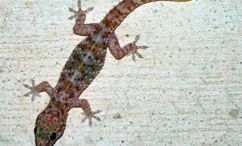 تفسير رؤية الوزغ في المنام لابن سيرين