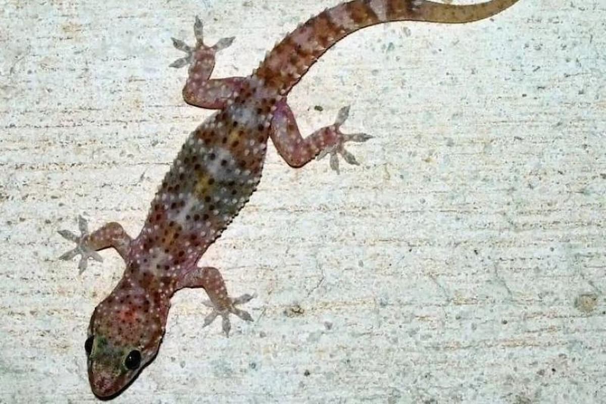 تفسير رؤية الوزغ في المنام لابن سيرين