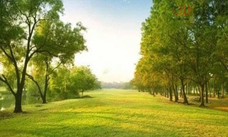 تفسير رؤية حديقة خضراء في المنام للمطلقه
