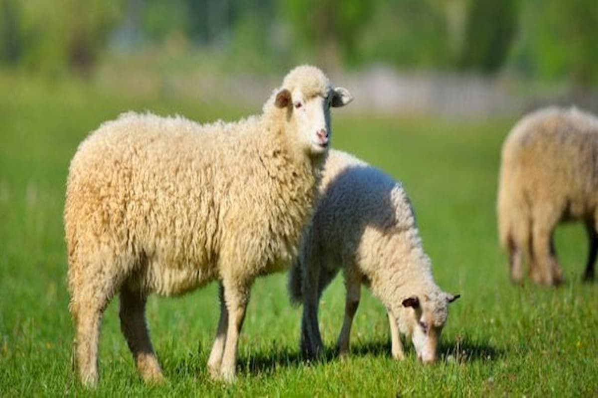 تفسير رؤية عظام الخروف في المنام للمتزوجة