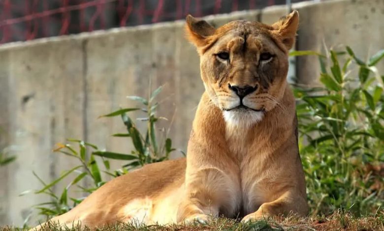 تفسير رؤية هجوم اللبؤة في المنام للمتزوجة