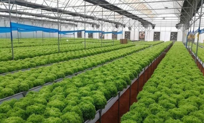 دراسة جدوى مزرعة متكاملة