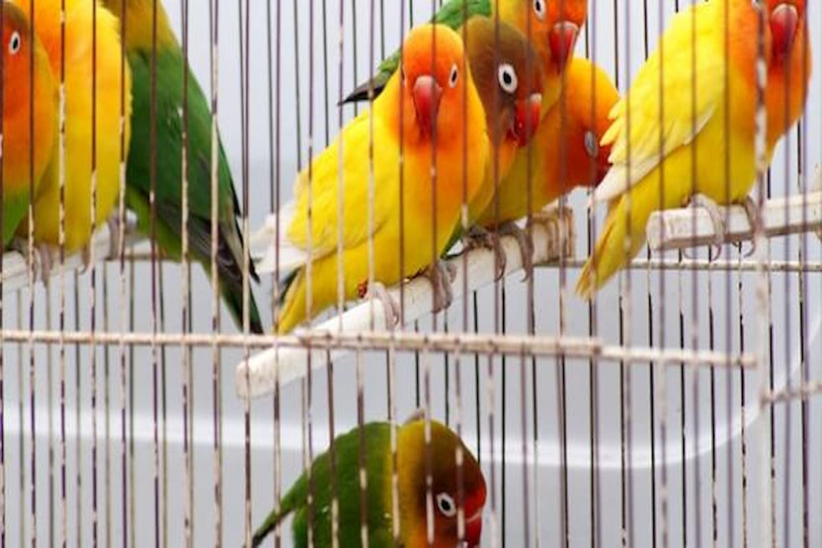 دراسة جدوى مشروع تربية عصافير الزينة