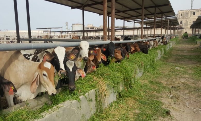 دراسة جدوى مشروع تسمين العجول