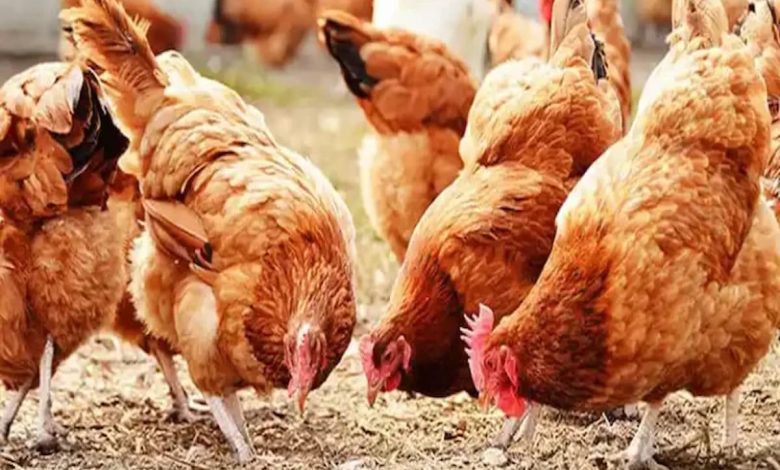 دراسة جدوى مشروع تفريخ دواجن