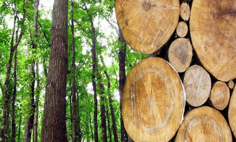 دراسة جدوى مشروع زراعة الباولونيا