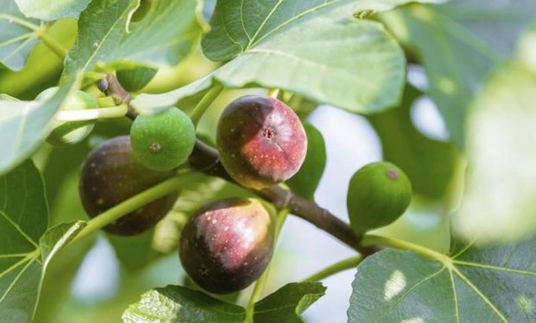 دراسة جدوى مشروع زراعة التين البرشومي 0 (1)