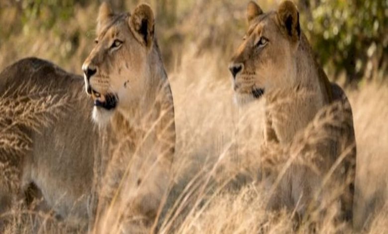 رؤية اللبؤة في المنام للمتزوجة لابن سيرين