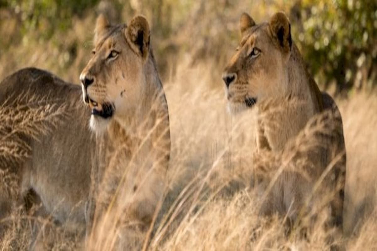 رؤية اللبؤة في المنام للمتزوجة لابن سيرين