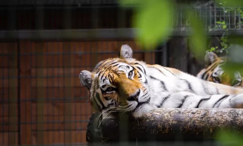 رؤية النمر في المنام للعزباء