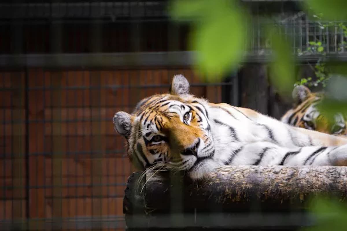 رؤية النمر في المنام للعزباء