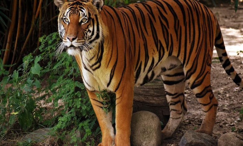 رؤية النمر في المنام للمتزوجه