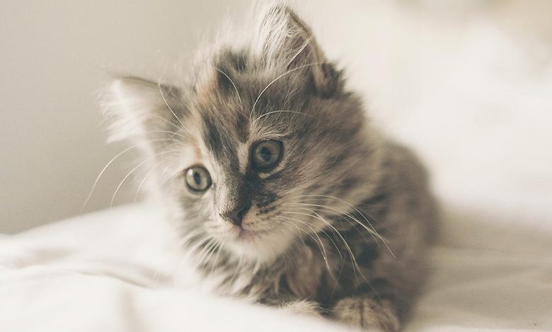 قائمة اسماء بنات قطط نادرة ومعانيها