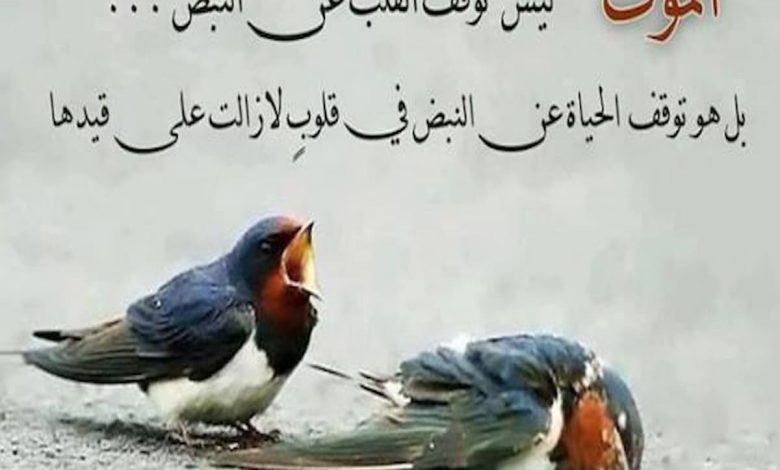 كلام جميل عن نفسي على الفيس بوك