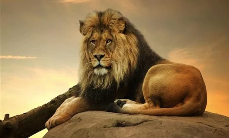 ما تفسير أنثى الأسد في المنام؟