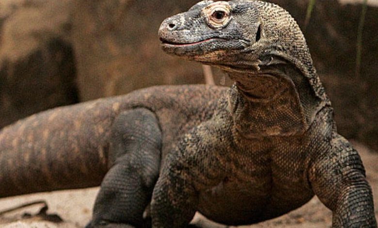 ما تفسير الحلم بالزواحف