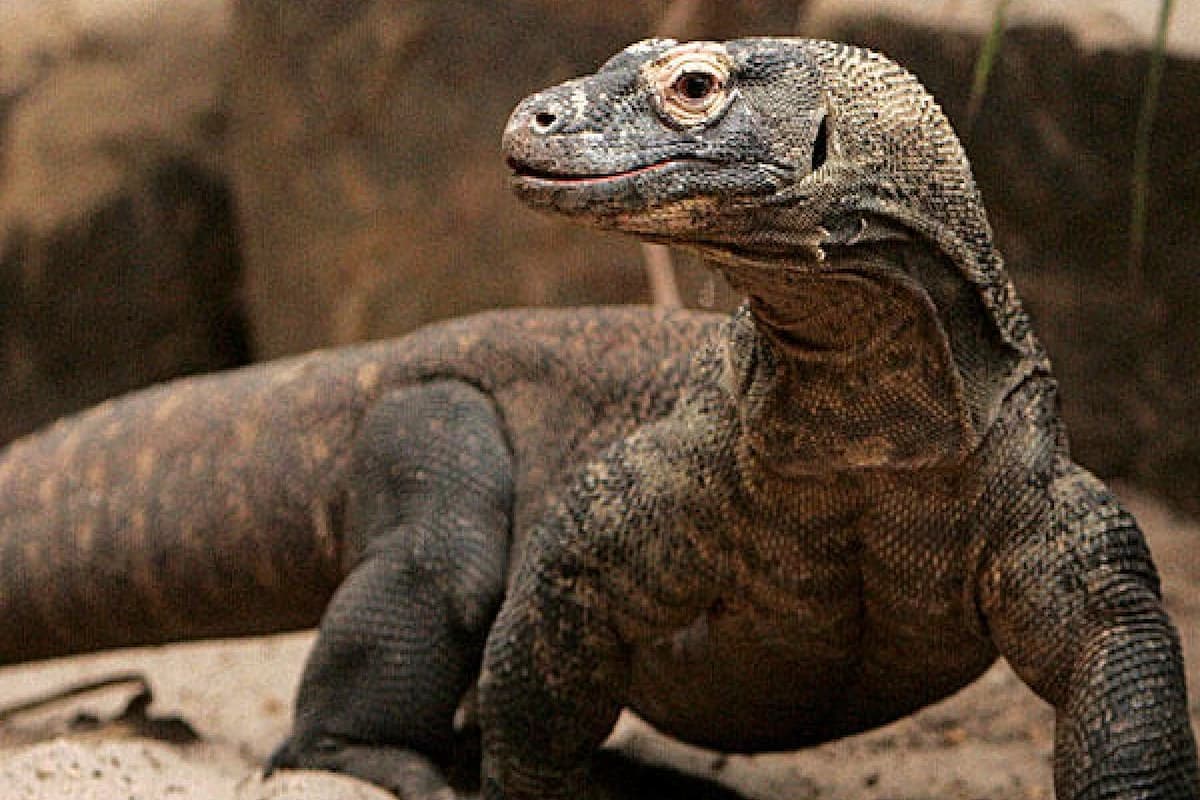 ما تفسير الحلم بالزواحف