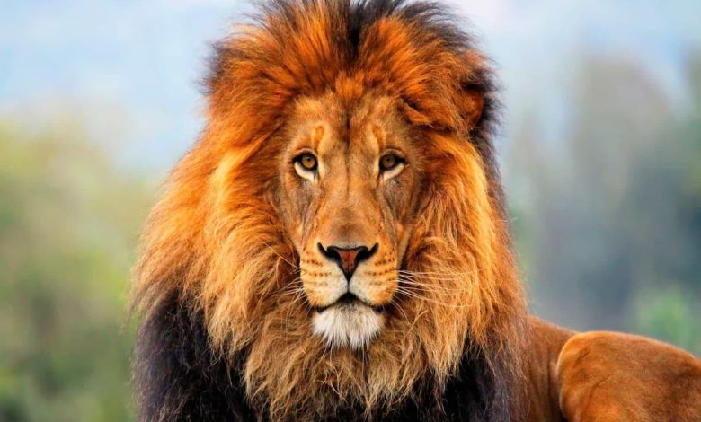 ما تفسير رؤية الأسد في المنام للمتزوجة؟