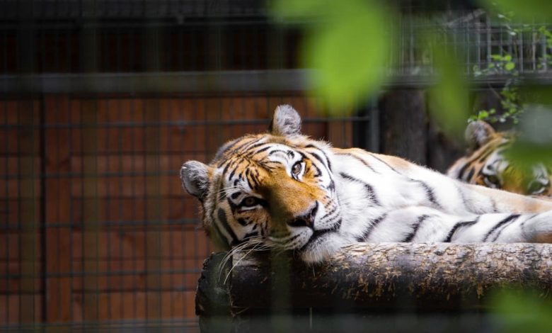 ما تفسير رؤية النمر في المنام للمتزوجة